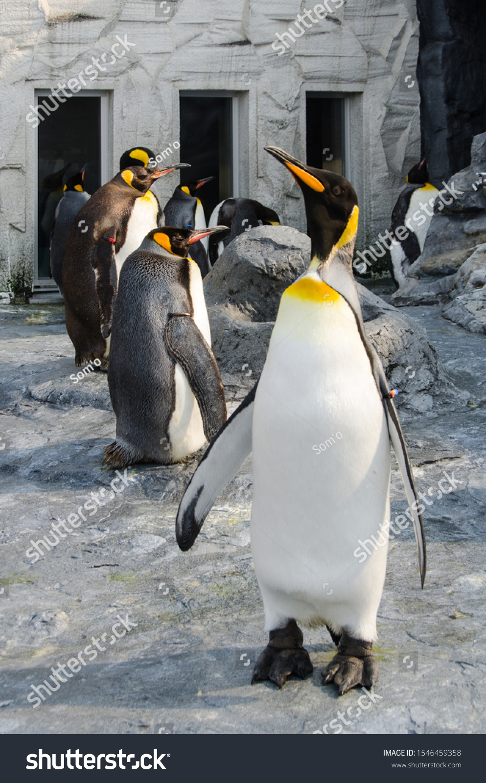 Emperor Penguin Tallest Heaviest All Living Stock Photo 1546459358 ...