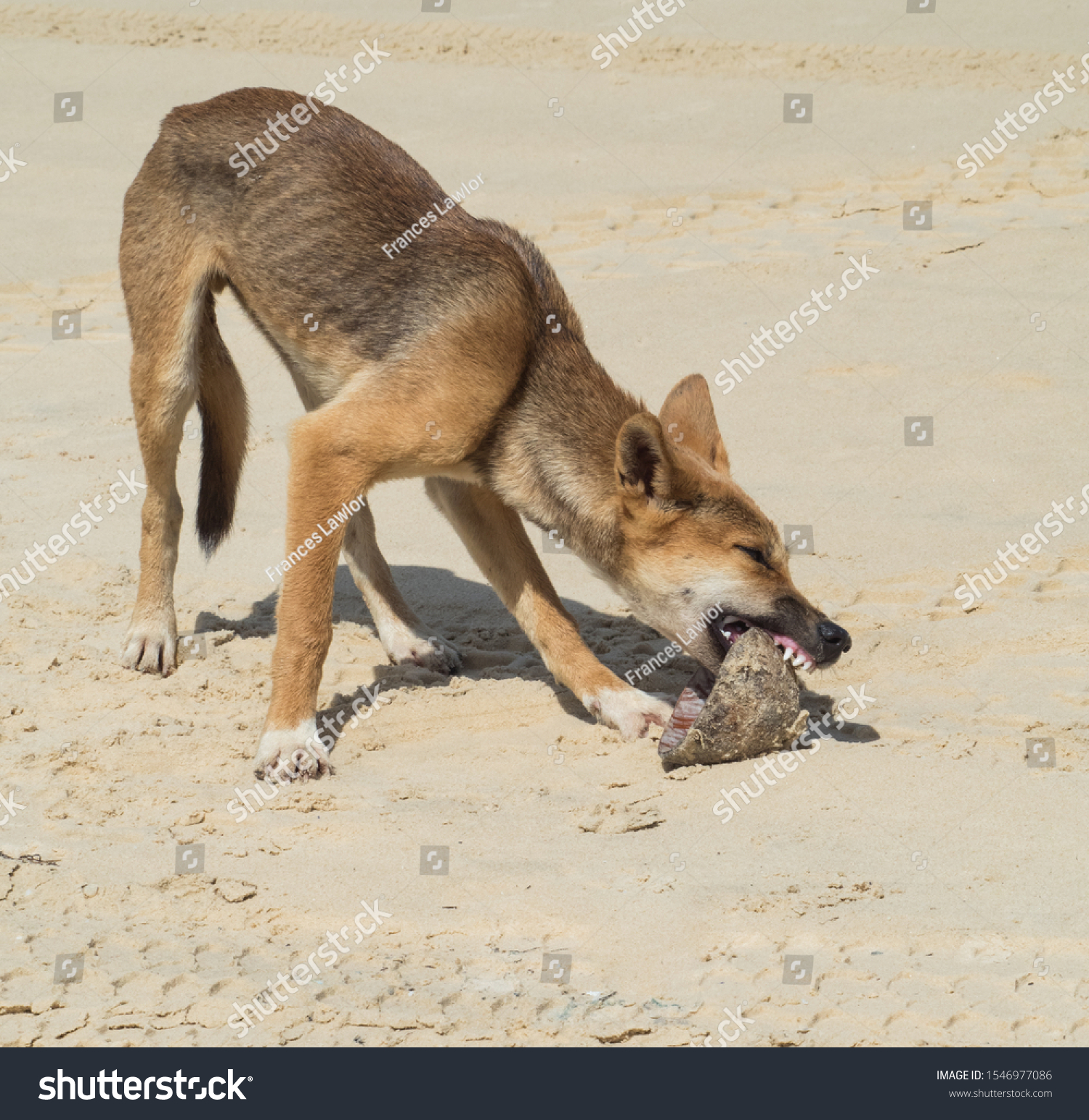 what do dingoes eat on fraser island