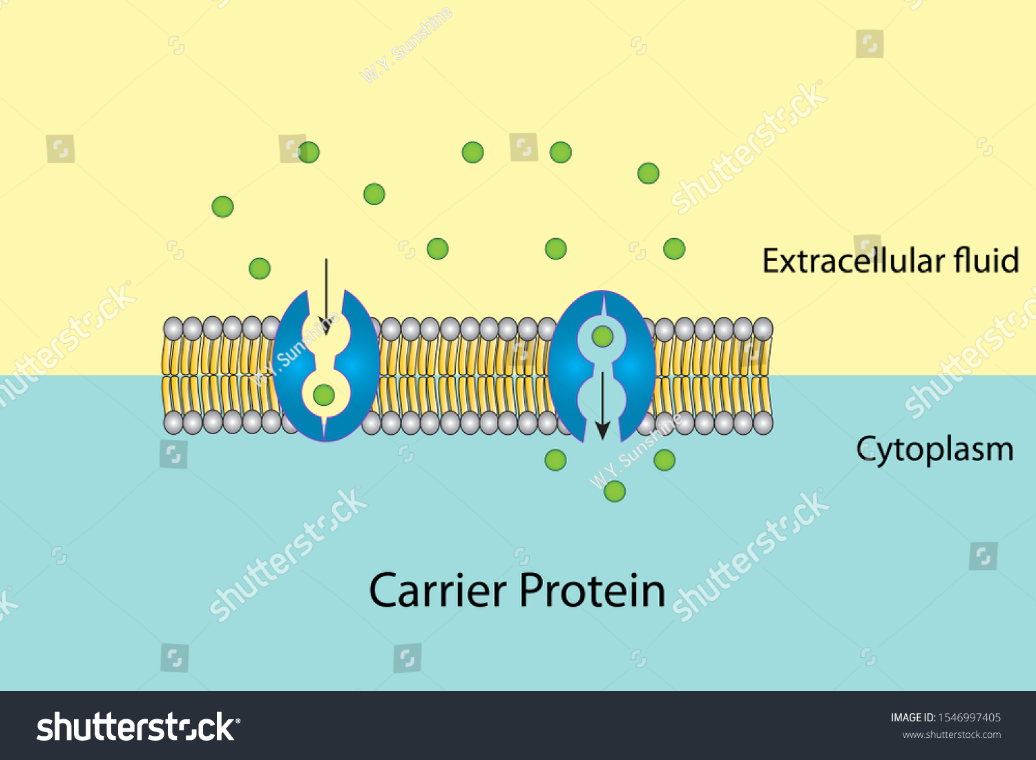 Small Green Molecules Transport Into Cytoplasm Stock Illustration ...