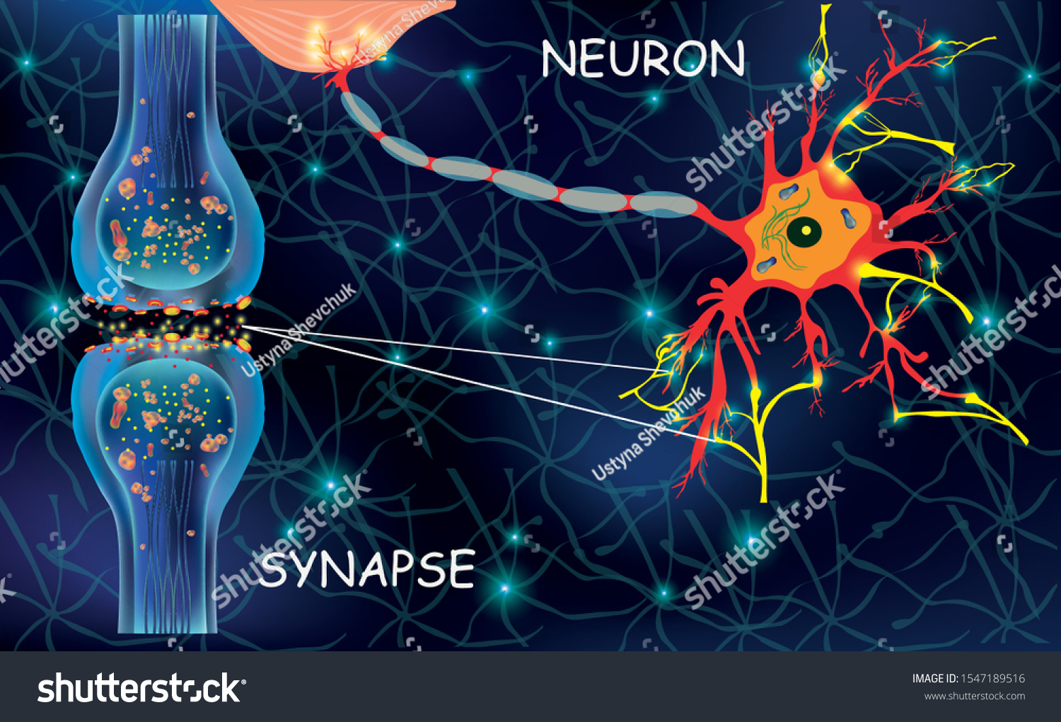 Anatomy Neyron Cells Transmission Signal Impulse Stock Vector (Royalty ...