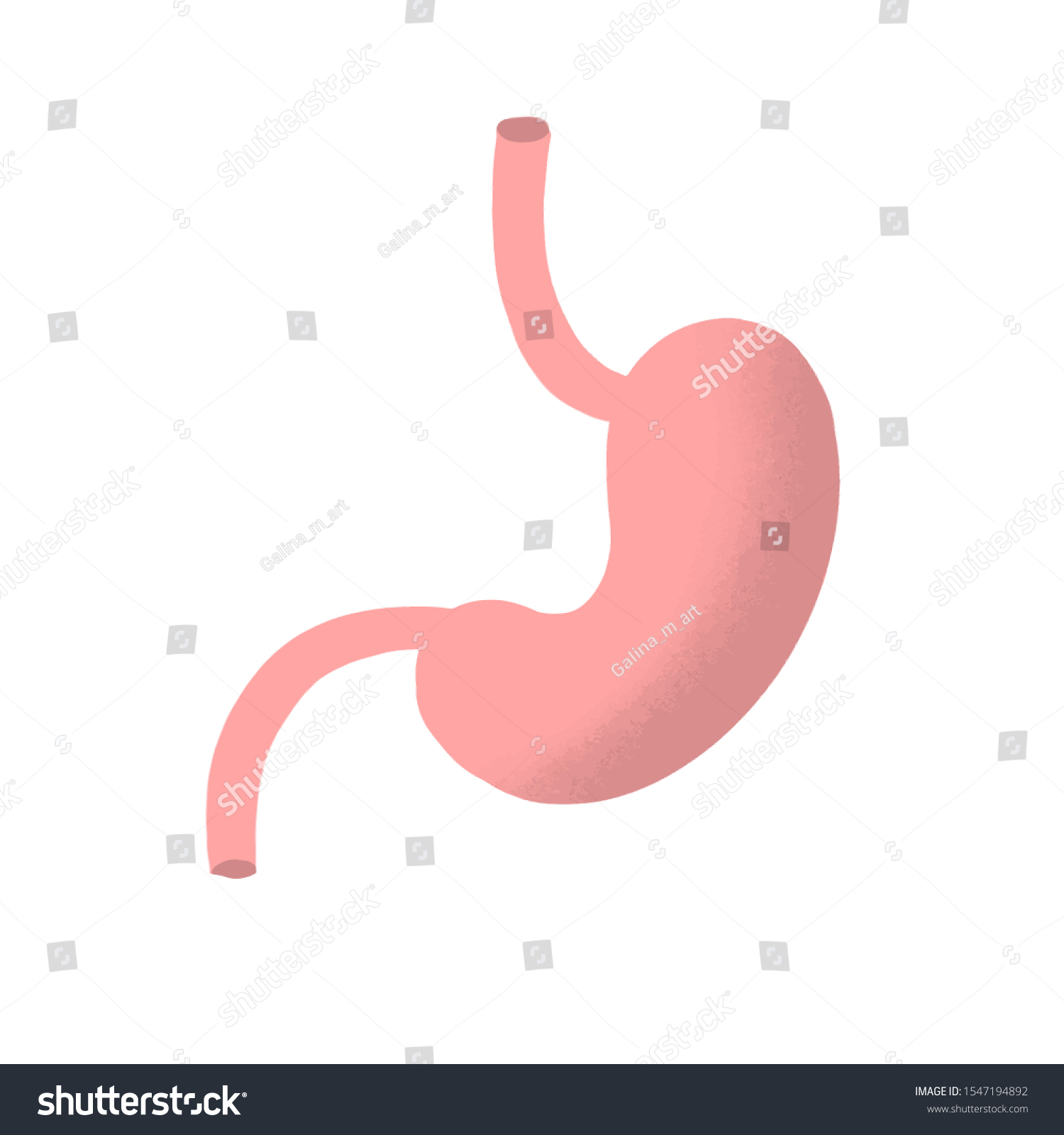 Human Stomach Anatomy Icon Flat Cartoon Stock Vector (Royalty Free ...