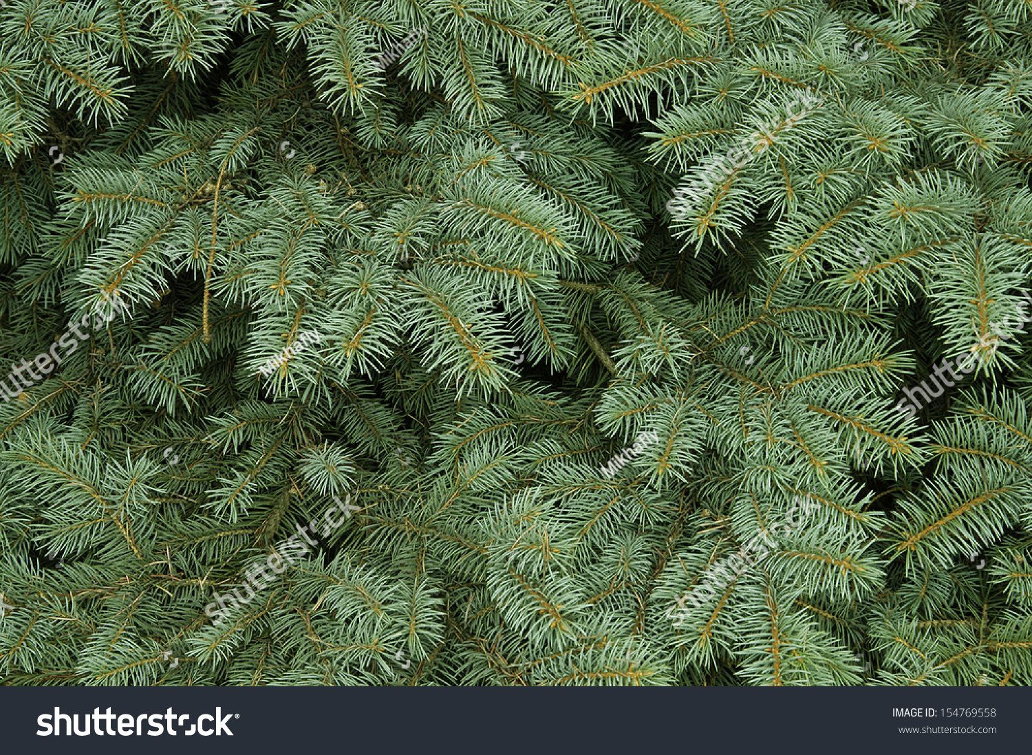 Pinus елка пихта зелено/голубая 2.7
