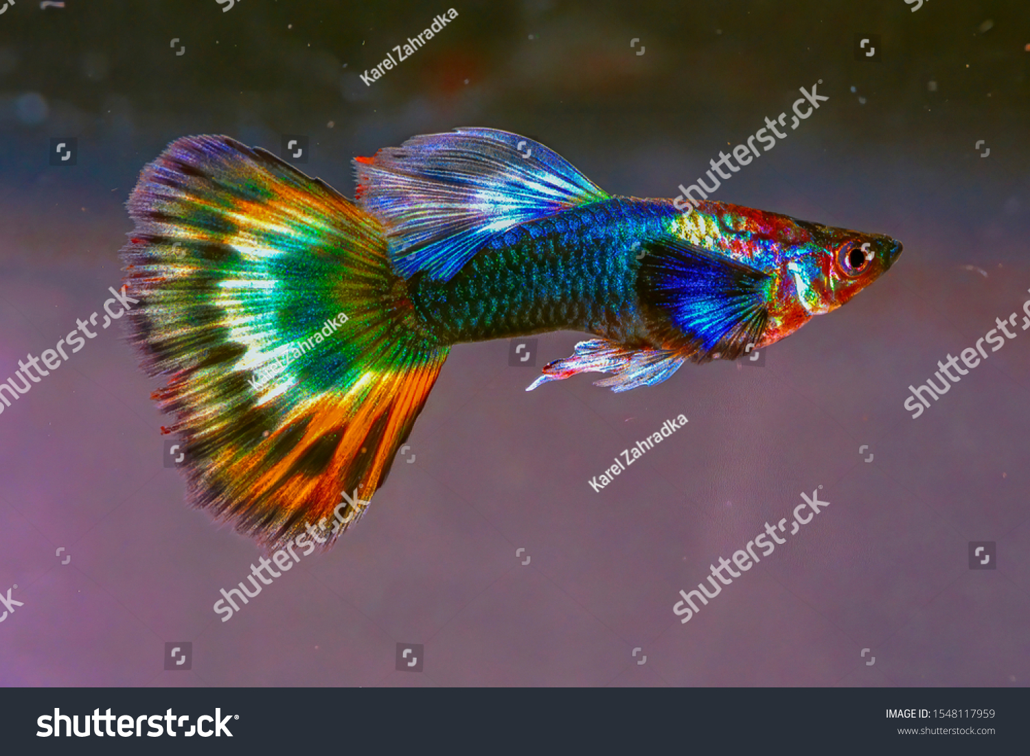 Guppy Breeding Form Fancy Guppy Guppy Stock Photo 1548117959 | Shutterstock