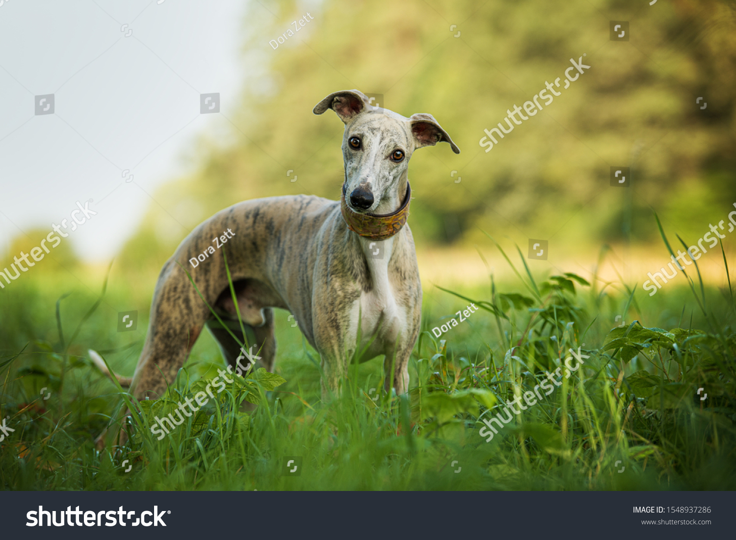 are whippet puppies lazy