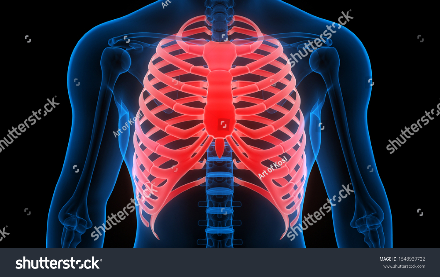 Rig Cage Human Skeleton System Anatomy Stock Illustration 1548939722 ...