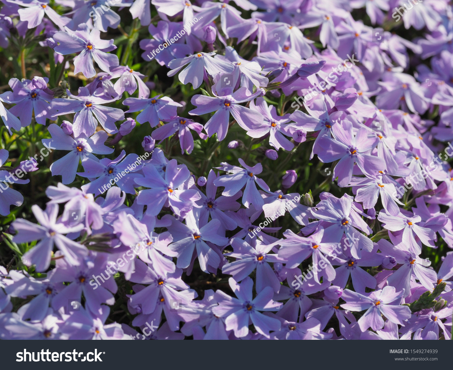 emerald blue creeping phlox