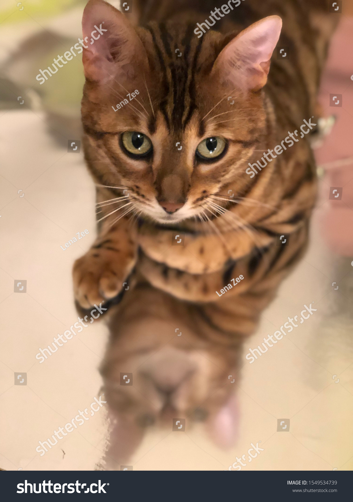 Emotions Bengal Cat Life One Cat Stock Photo 1549534739 | Shutterstock