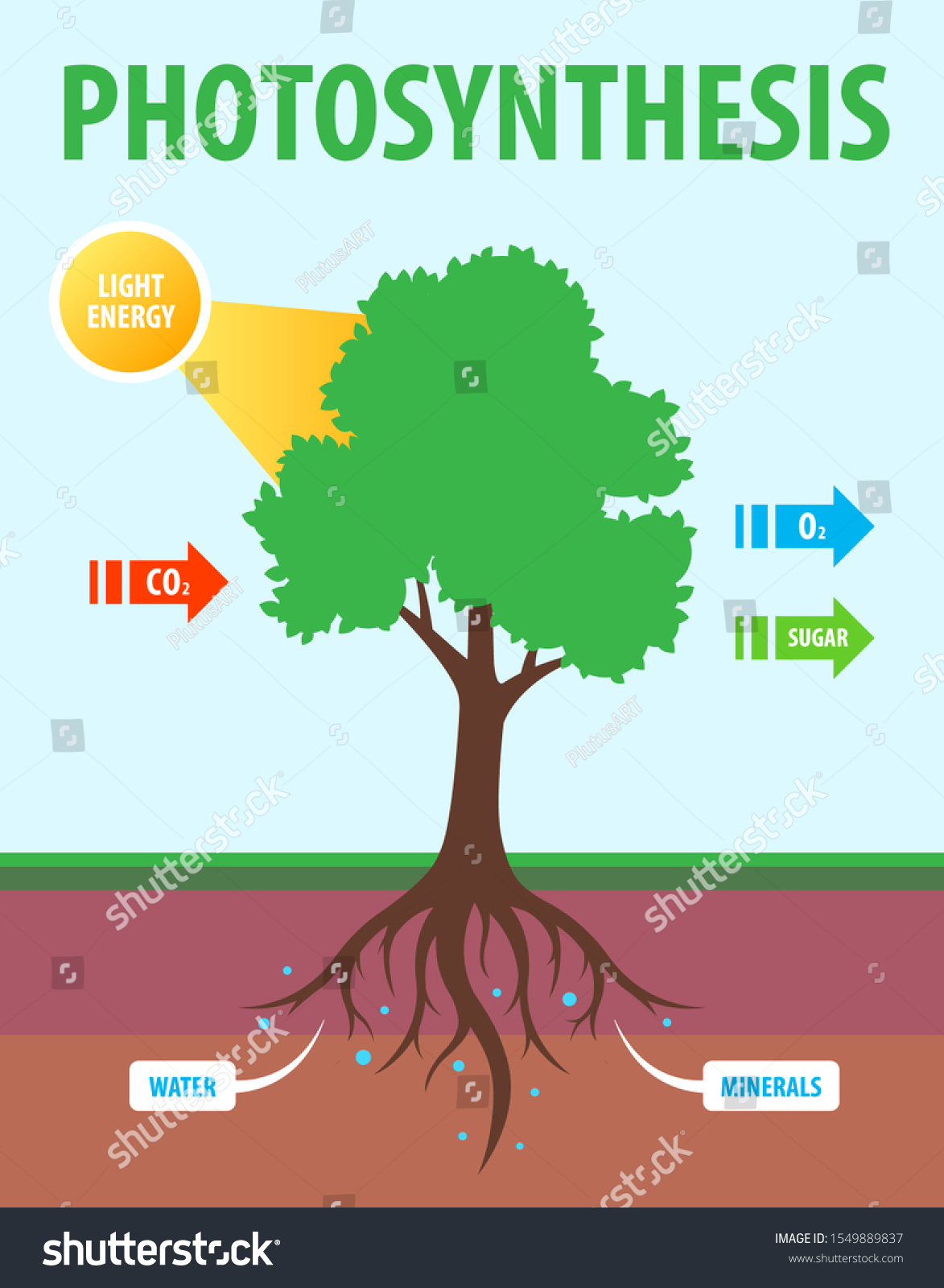 Scheme Photosynthesis Tree Conversion Carbon Dioxide Stock Vector ...