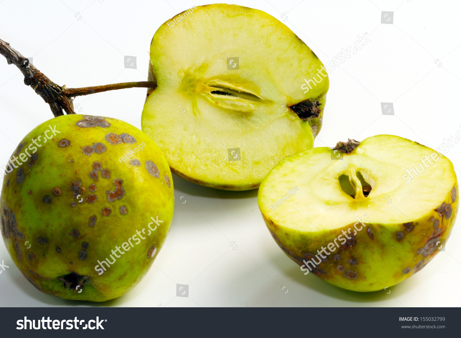 Latin Apple Bottom