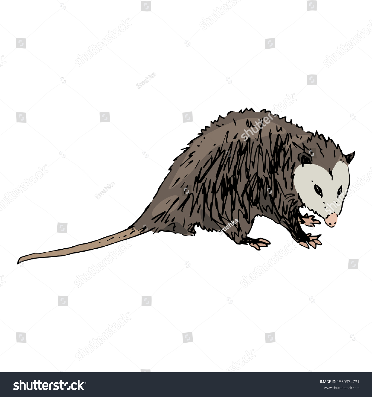 Isolated Vector Illustration North American Opossum Stock Vector ...