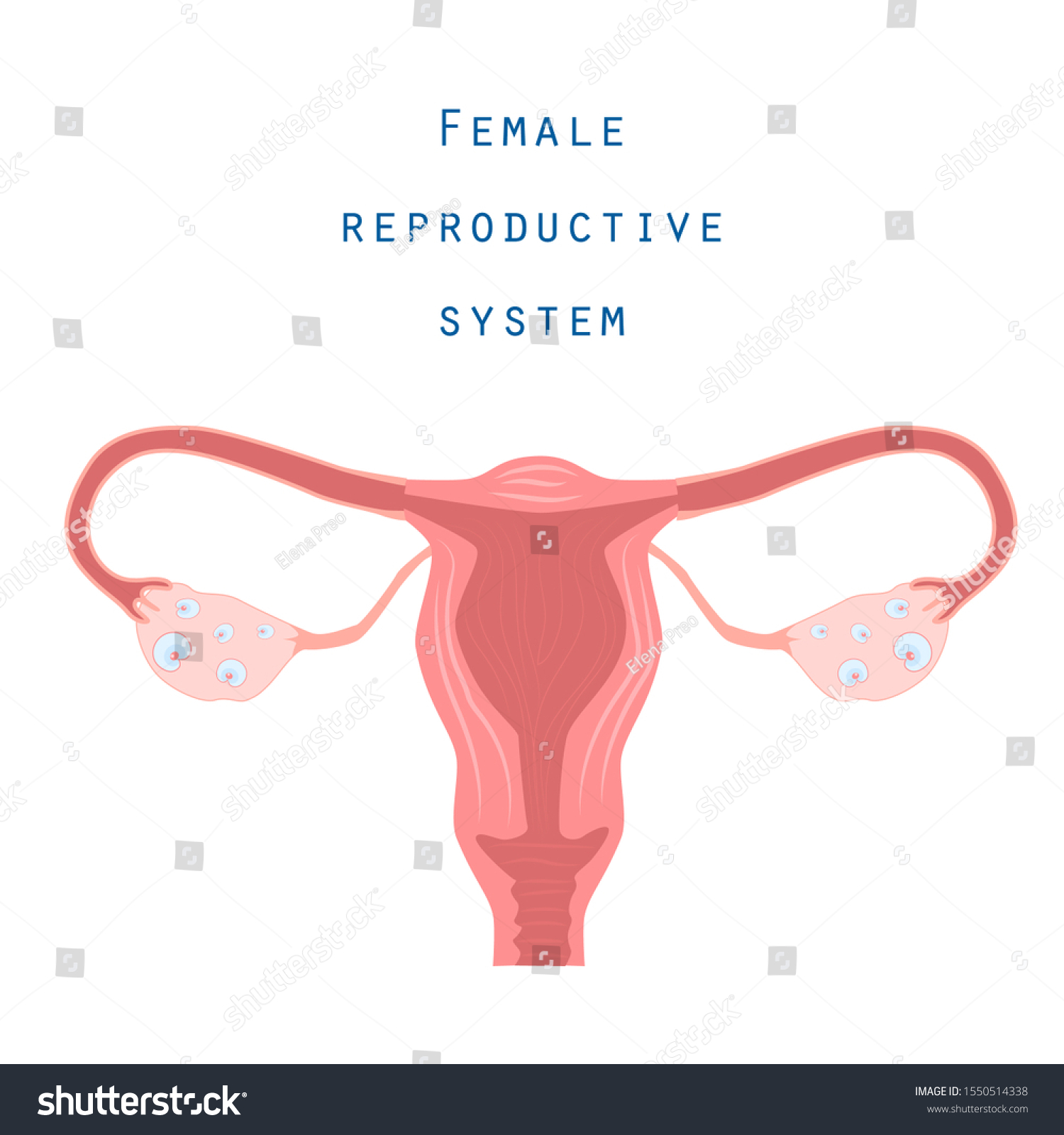 Female Reproductive System Anatomical Structure Stock Vector (Royalty ...