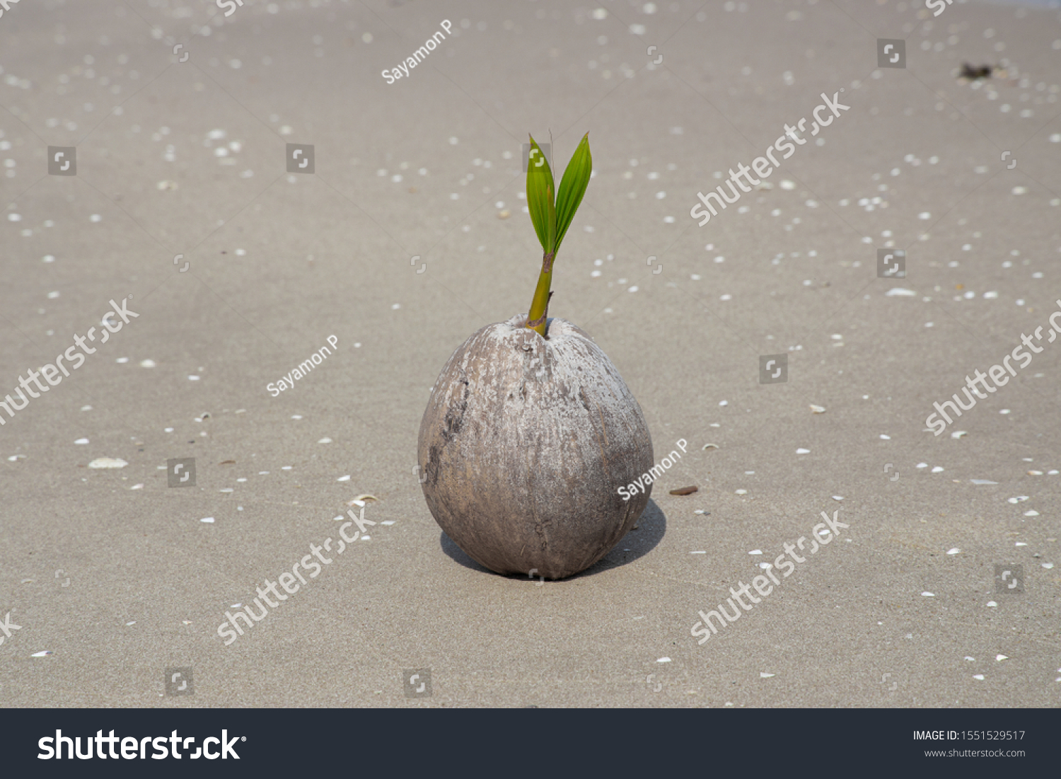 Old Coconut Germination Growing On Sand Stock Photo 1551529517 ...