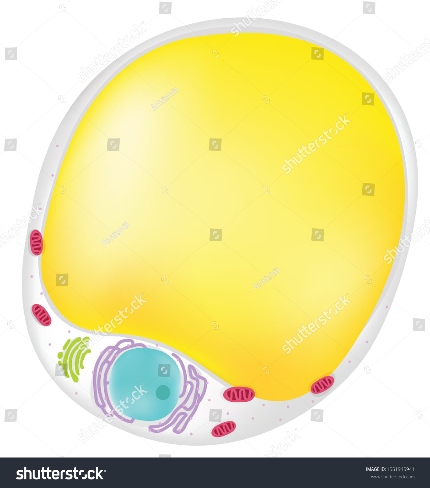 Anatomy Fat Cell Human Body Stock Vector (Royalty Free) 1551945941 ...