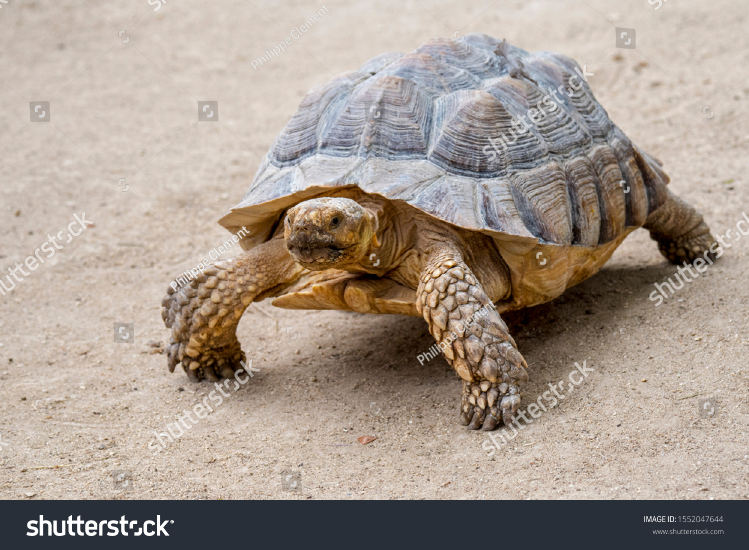 African Spurred Tortoise Sulcata Tortoise Centrochelys Stock Photo ...