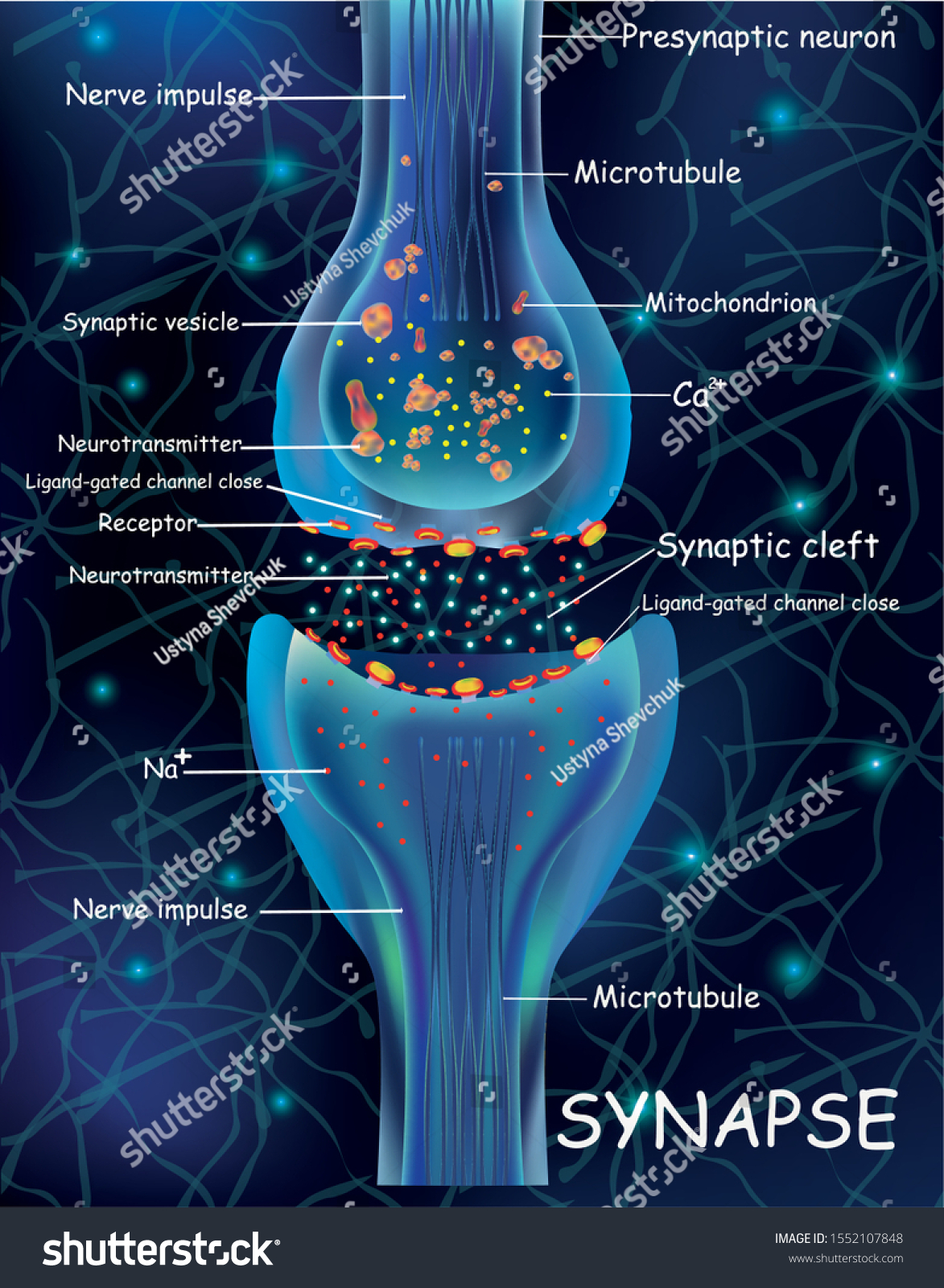 Anatomy Synapse Cells Transmission Signal Impulse Stock Vector Royalty Free