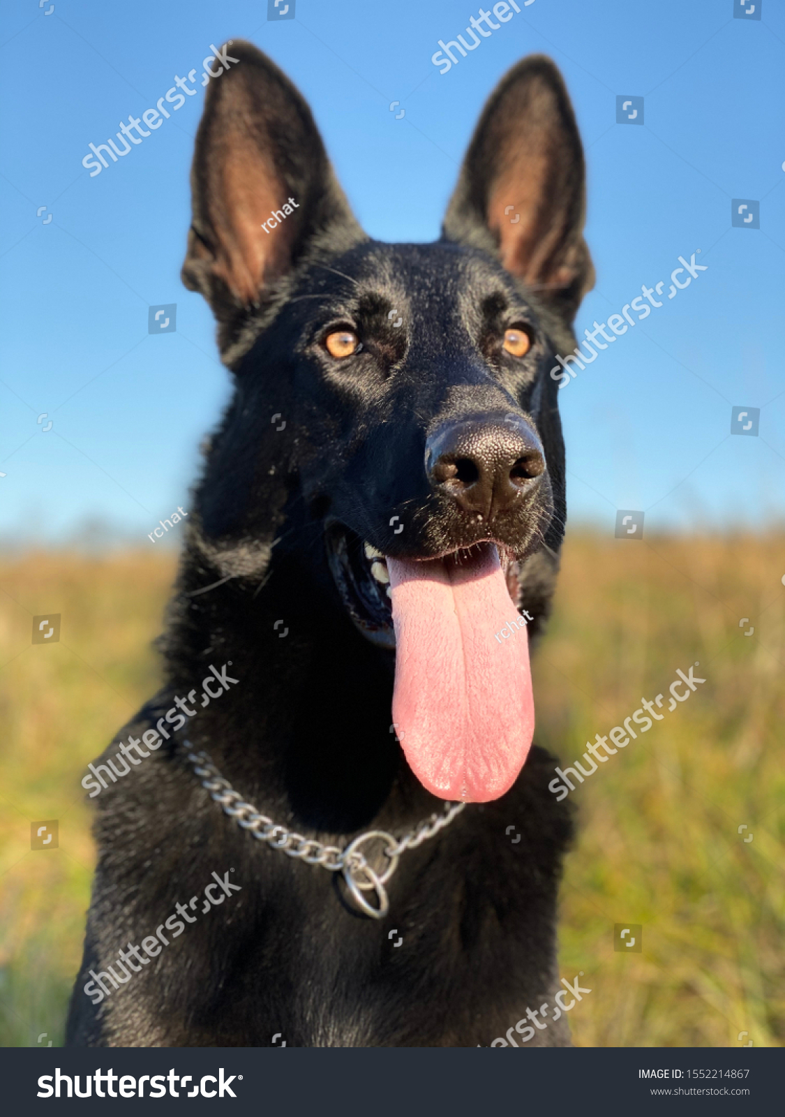 chain for german shepherd