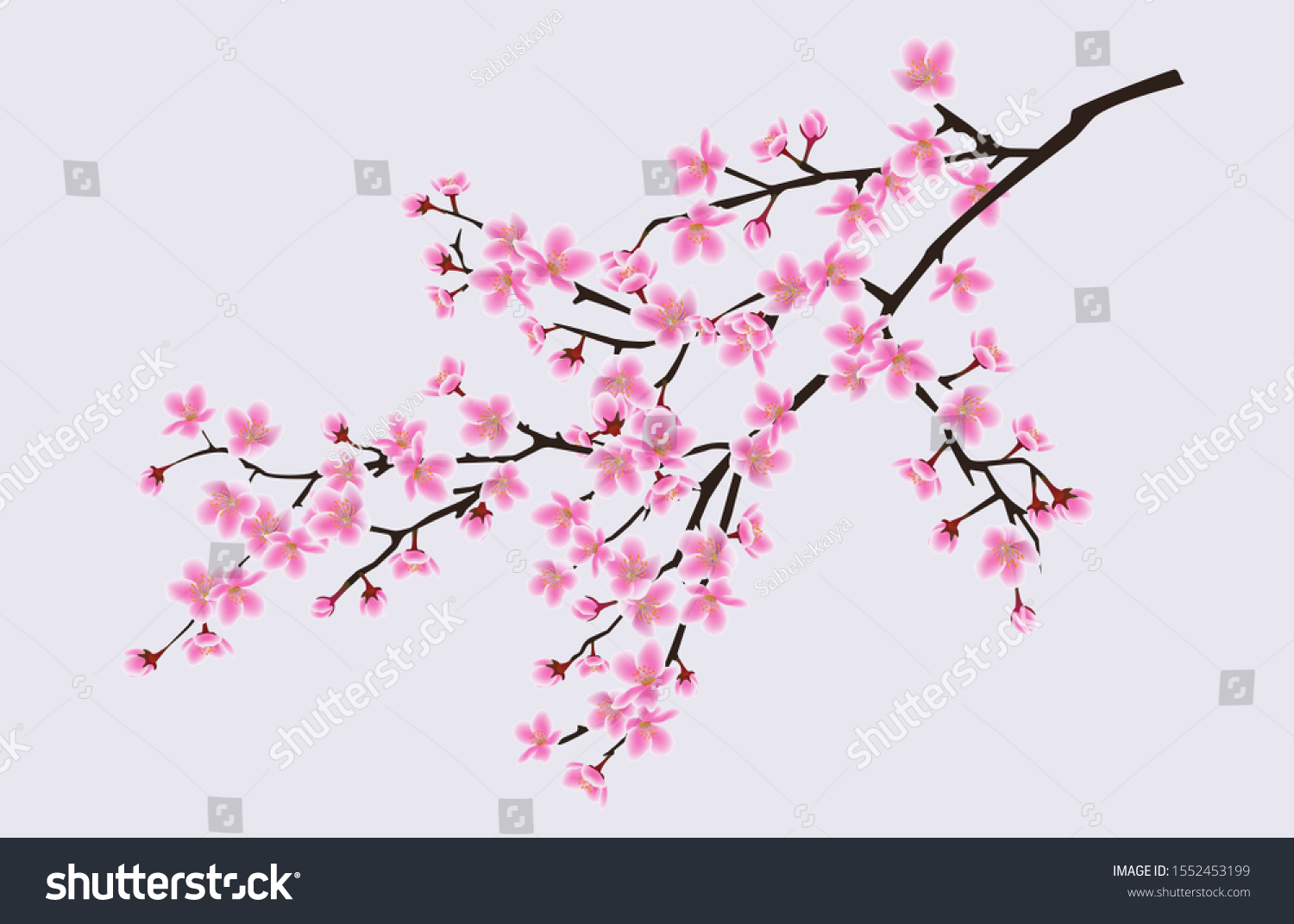 Branch Blooming Sakura Flowers Cherry Blossom Stock Vector (Royalty ...