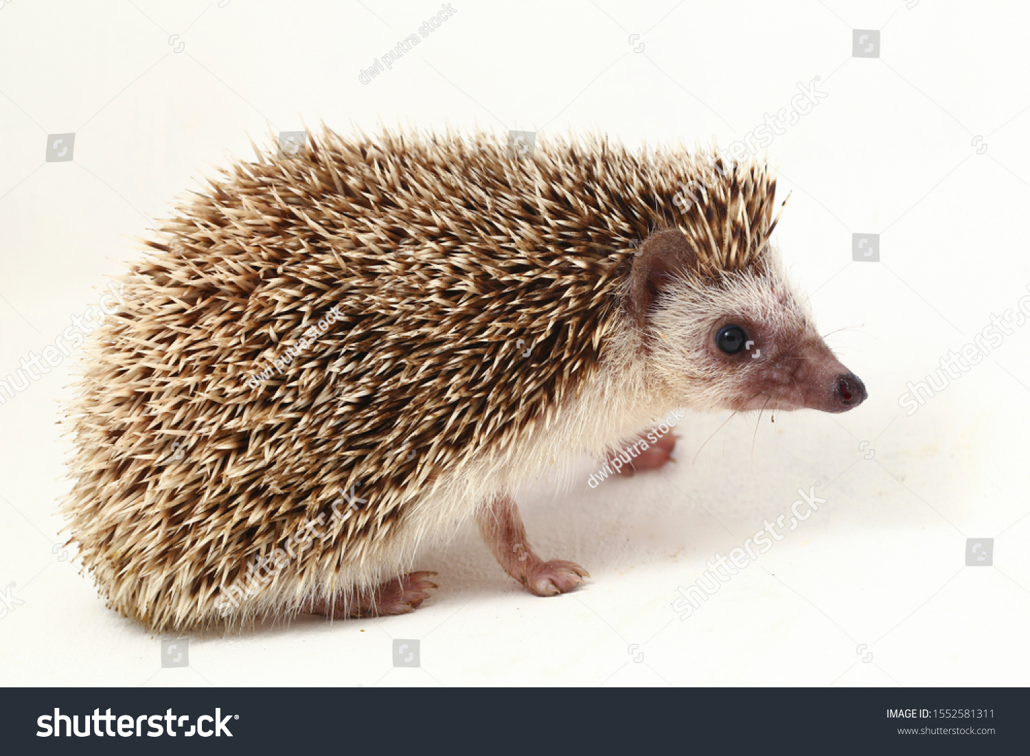 African Pygmy Hedgehog Isolated On White Stock Photo 1552581311 ...