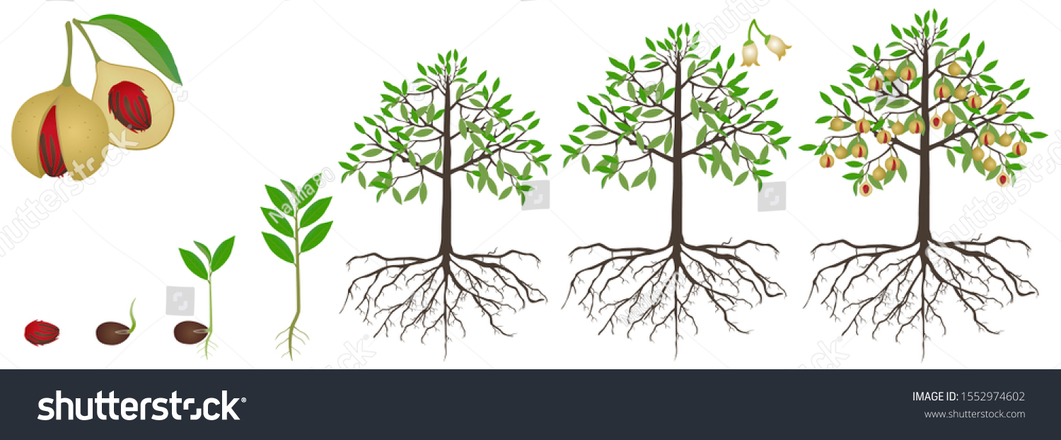 Cycle Growth Nutmeg Plant On White Stock Vector (Royalty Free ...