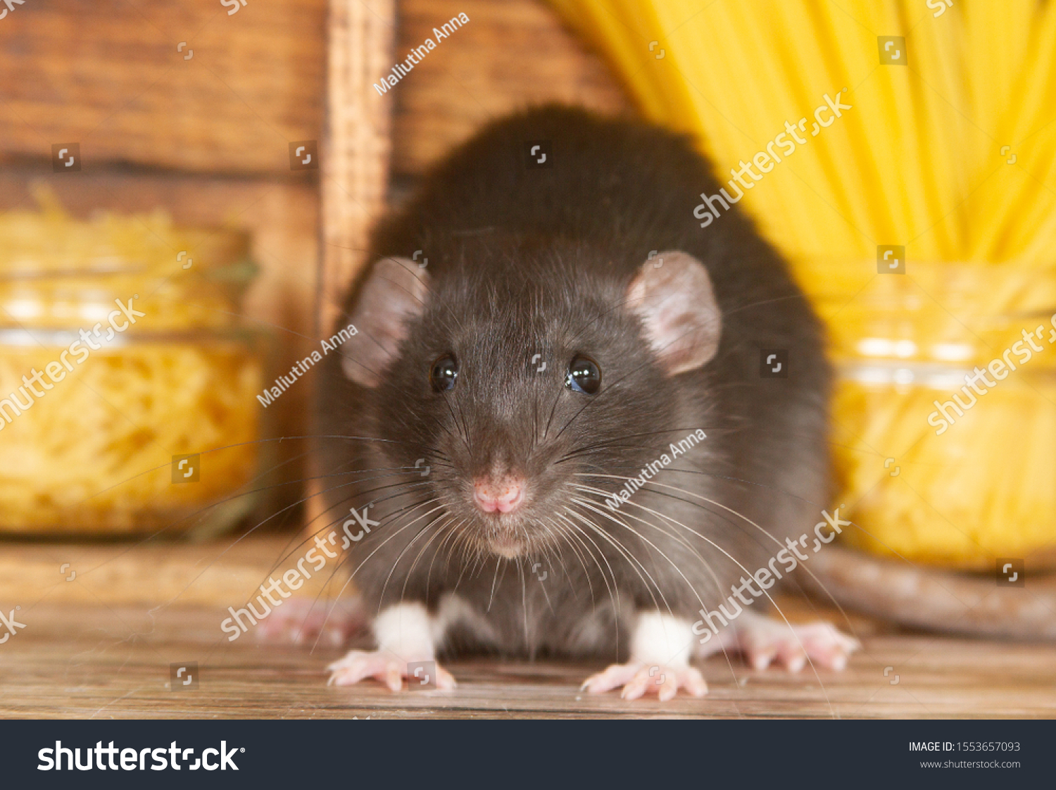 黒いフワフワしたネズミは年のシンボルだ その動物は木造の家に座っている 棚にはパスタや穀類が入った土手が並んでいます ネズミがチーズを噛んでいる 写真素材 Shutterstock 黒いフワフワしたネズミは年のシンボルだ その動物は木造の家に座っている 棚にはパスタや穀類が入った土手が並んでいます ネズミがチーズを噛んでいる 写真素材 Shutterstock