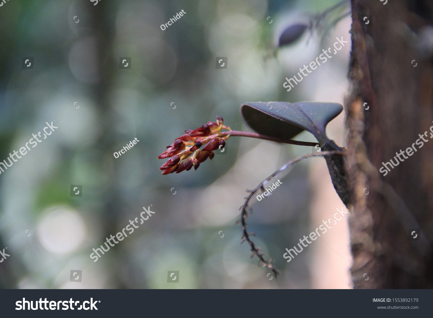 Bulbophyllum Propinquum Orchid Cambodia Stock Photo 1553892179