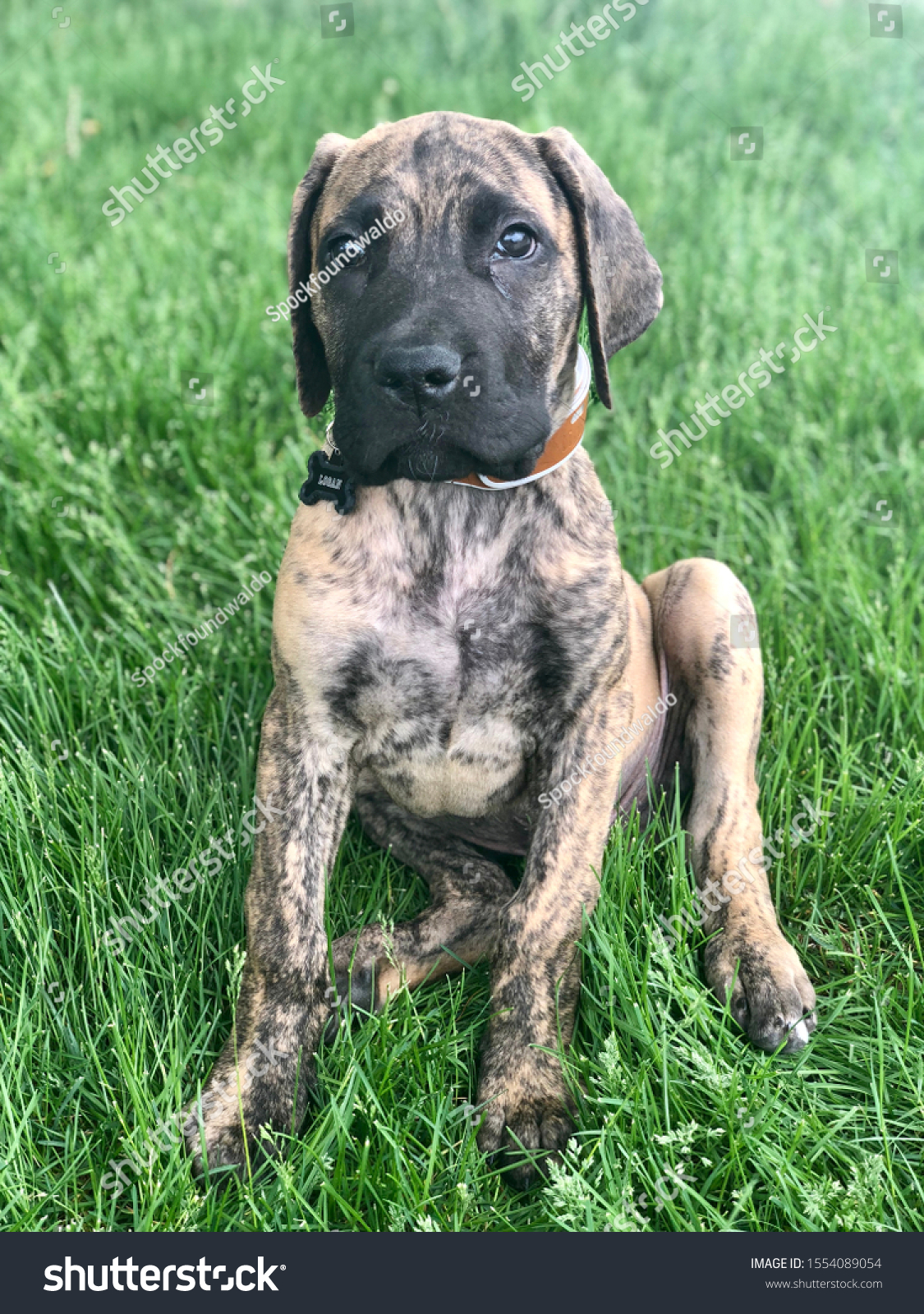 great dane mastiff mix puppies