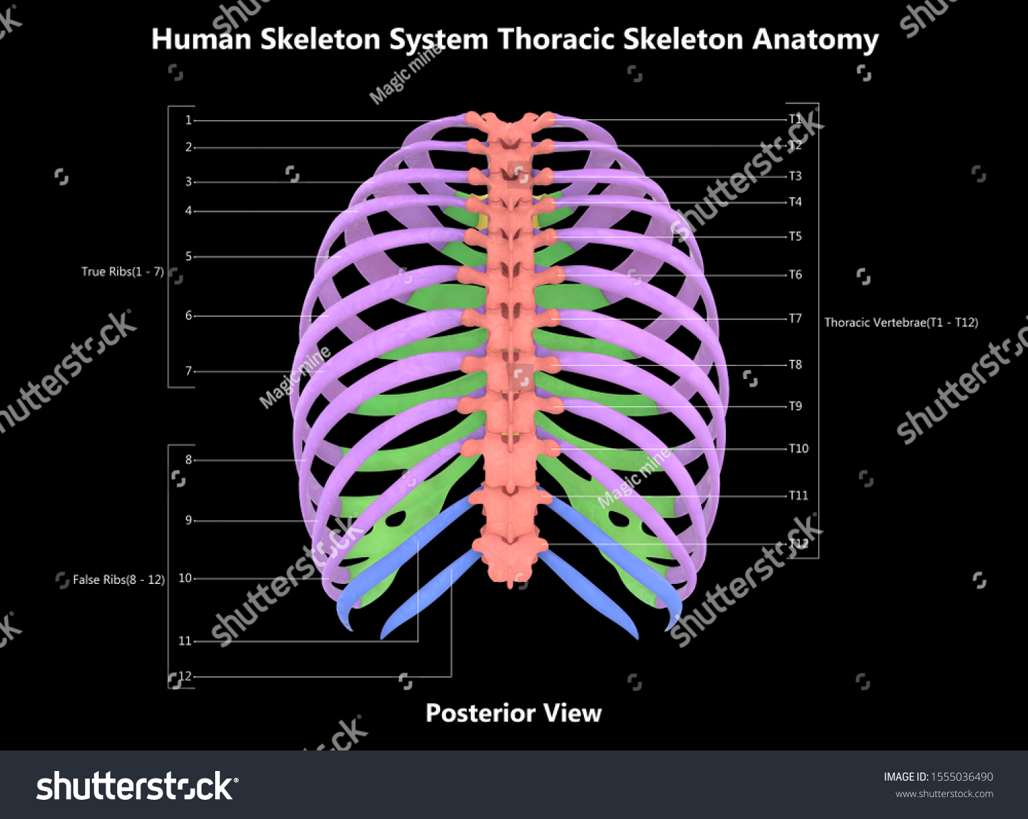 Human Skeleton System Thoracic Skeleton Detailed Stock Illustration Shutterstock