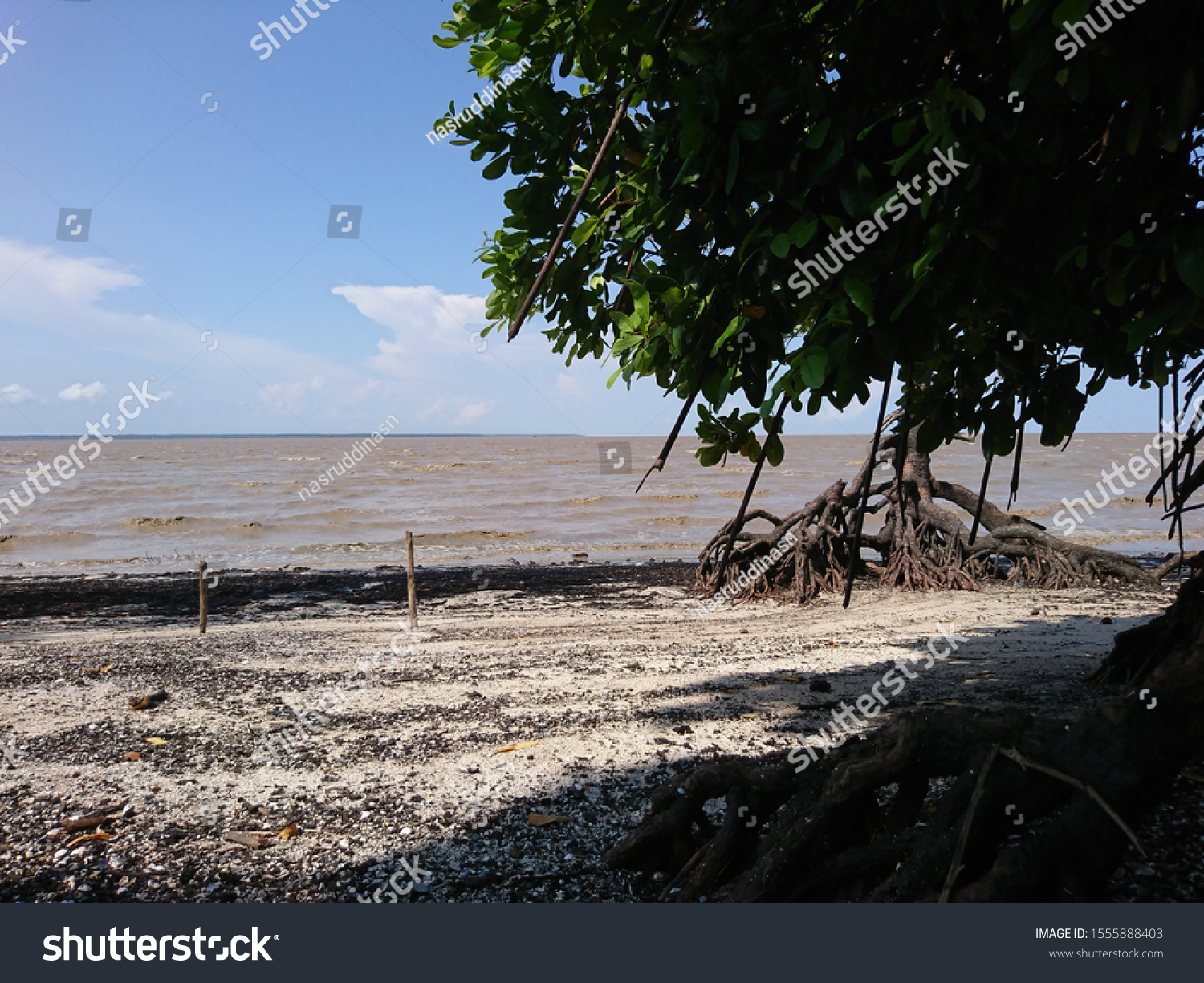 Mangrove Pantai Solop Desa Pulau Cawan Stock Photo 1555888403 ...