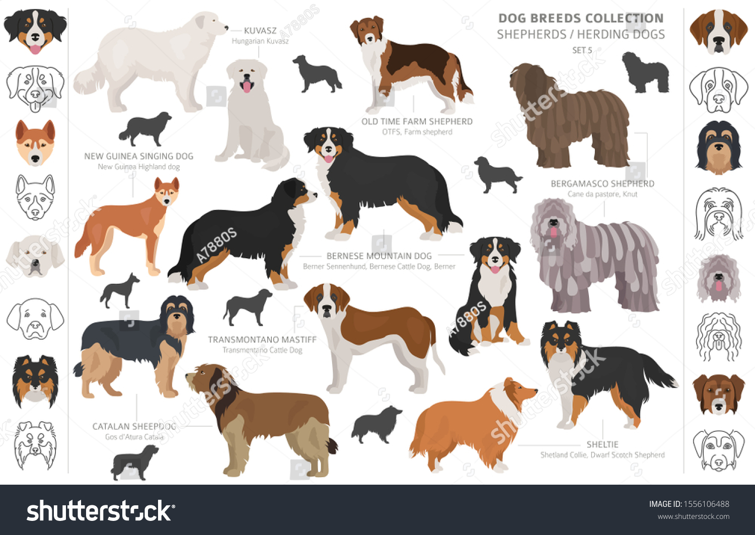 Shepherd Herding Dogs Collection Isolated On Stock Vector (Royalty Free ...