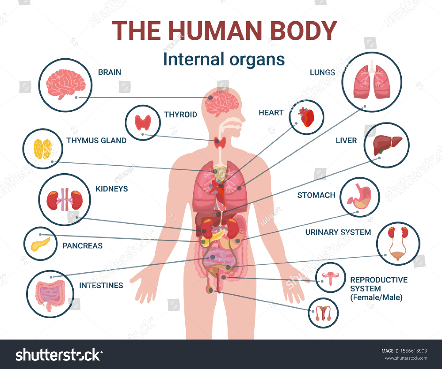 Internal Organs of the Human body