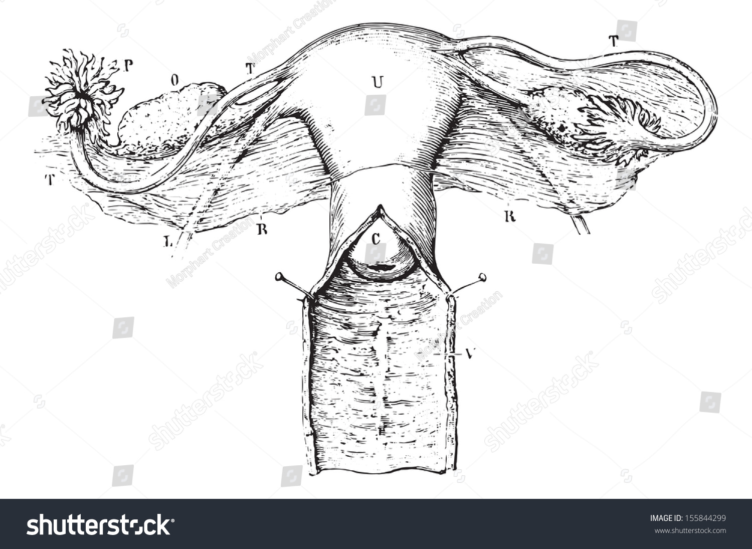 Internal Genitalia Women Vintage Engraved Illustration Stock Vector ...