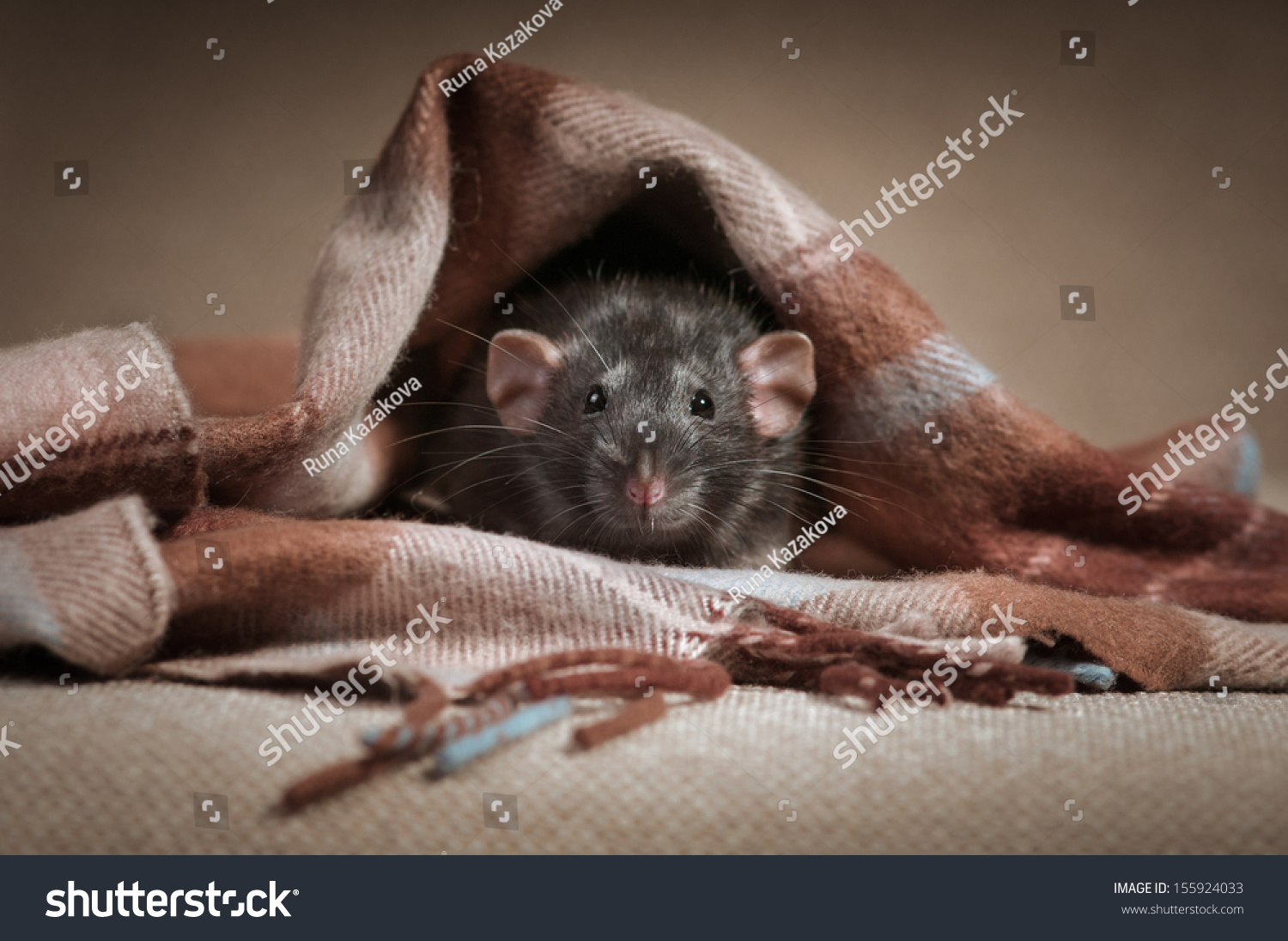Очень милые крыски