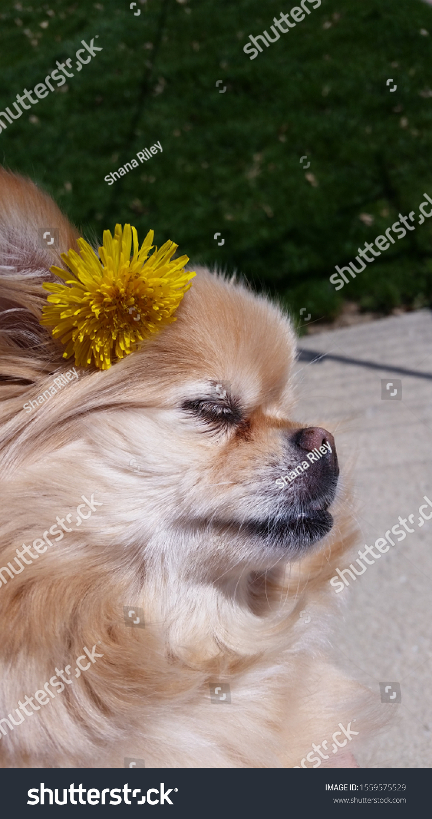 can i give my dog dandelion