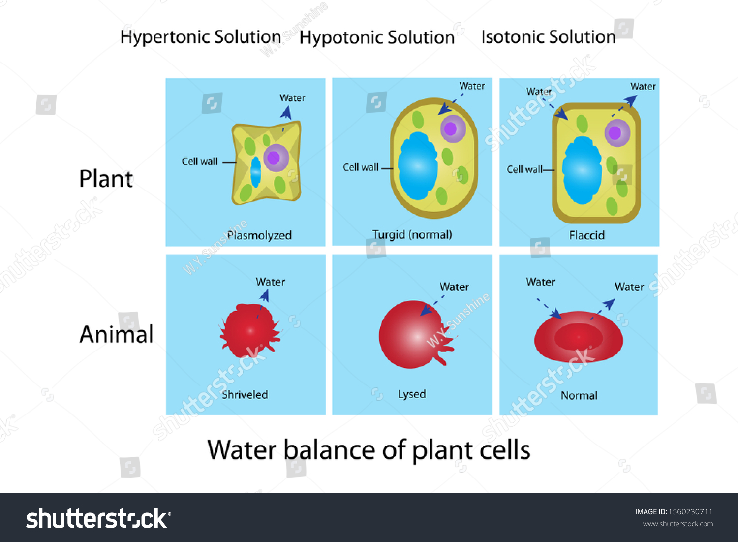 Small Molecules Water Diffuse Into Plant Stock Illustration 1560230711 ...