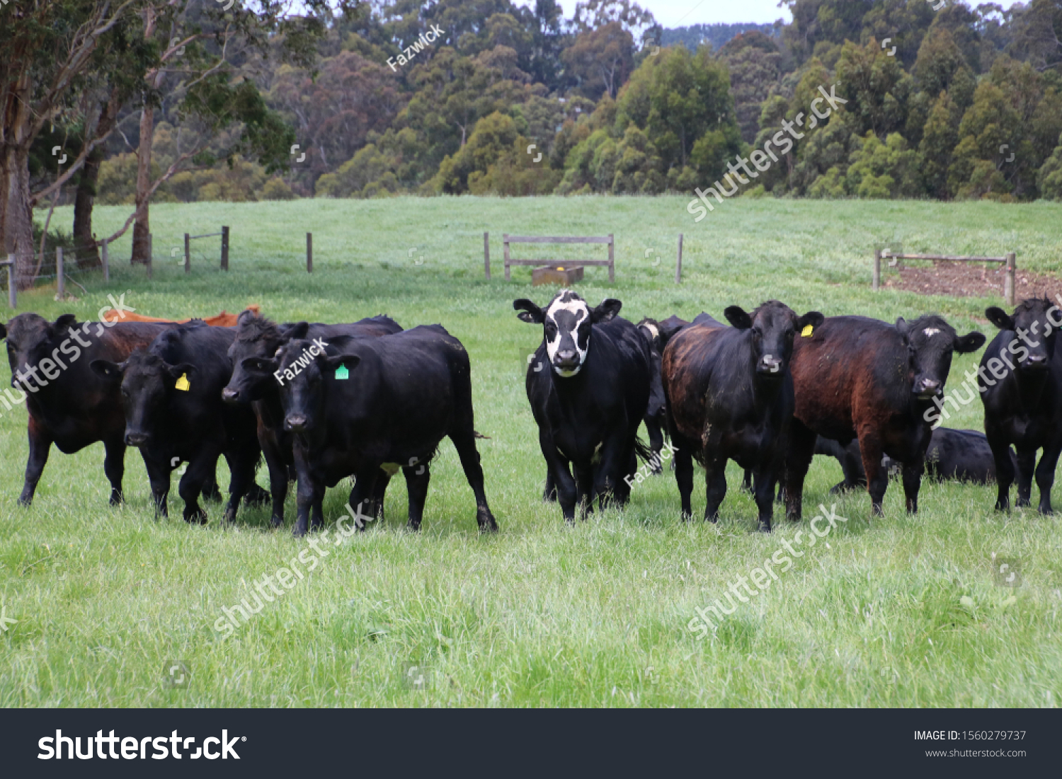 Angus Charolais Friesian Cross Cattle Being Stock Photo 1560279737 ...