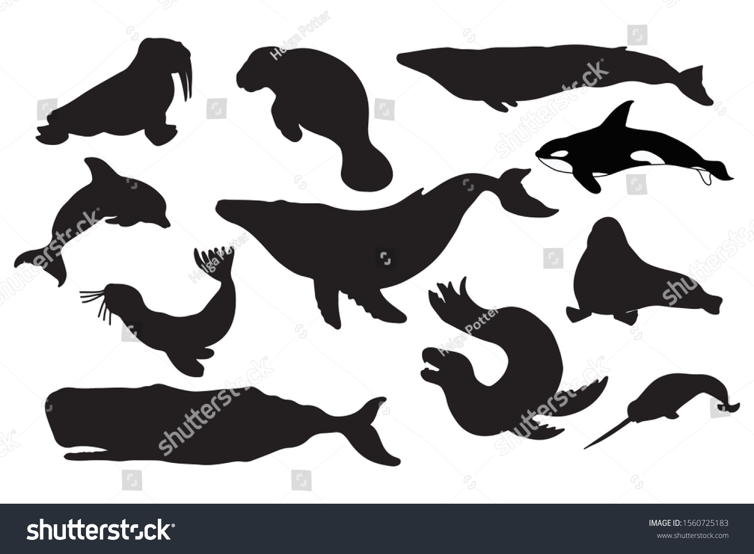 Whale Seal Silhouette Vector Illustration Set Stock Vector (Royalty ...