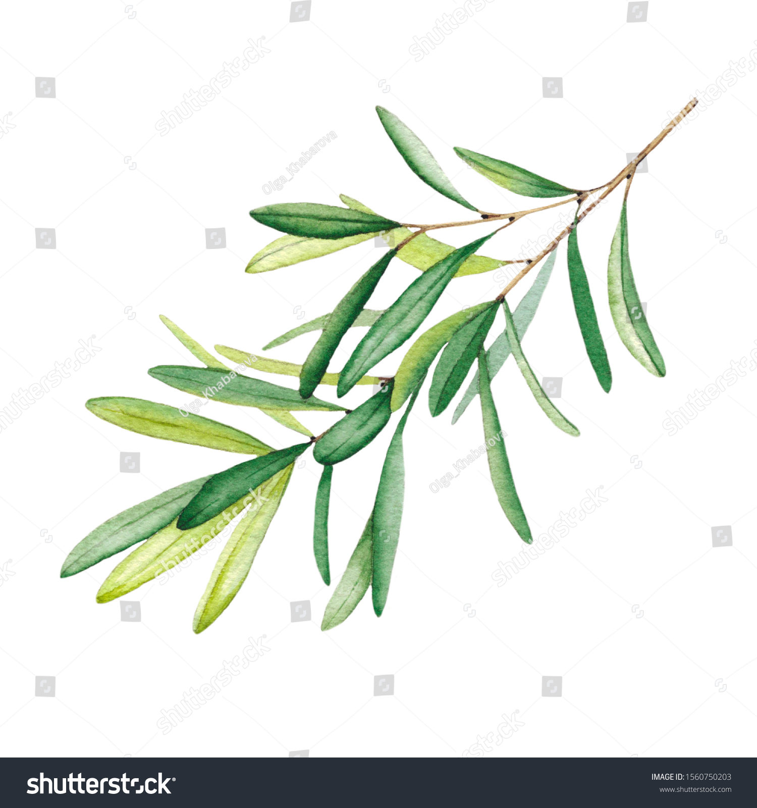 Olive Branch Leaves Watercolor Illustration Isolated Stock Illustration ...