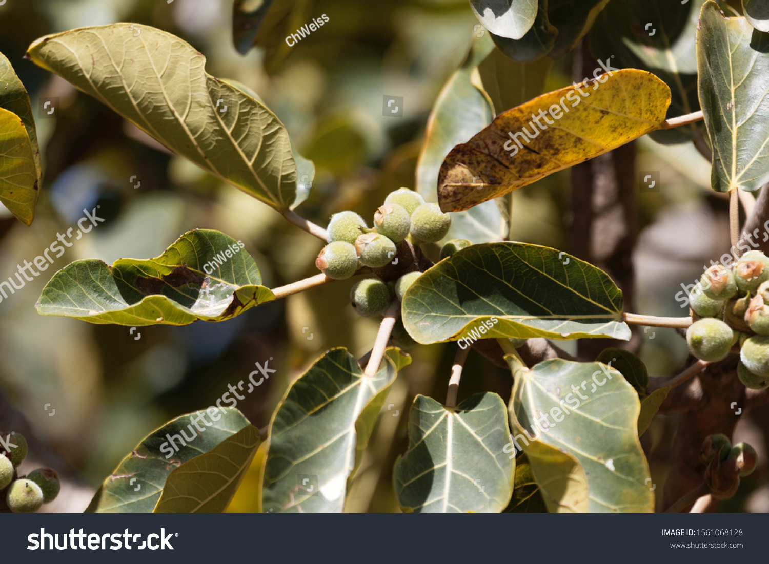 Fruits Sycamore Fig Ficus Sycomorus Ethiopia Stock Photo Shutterstock