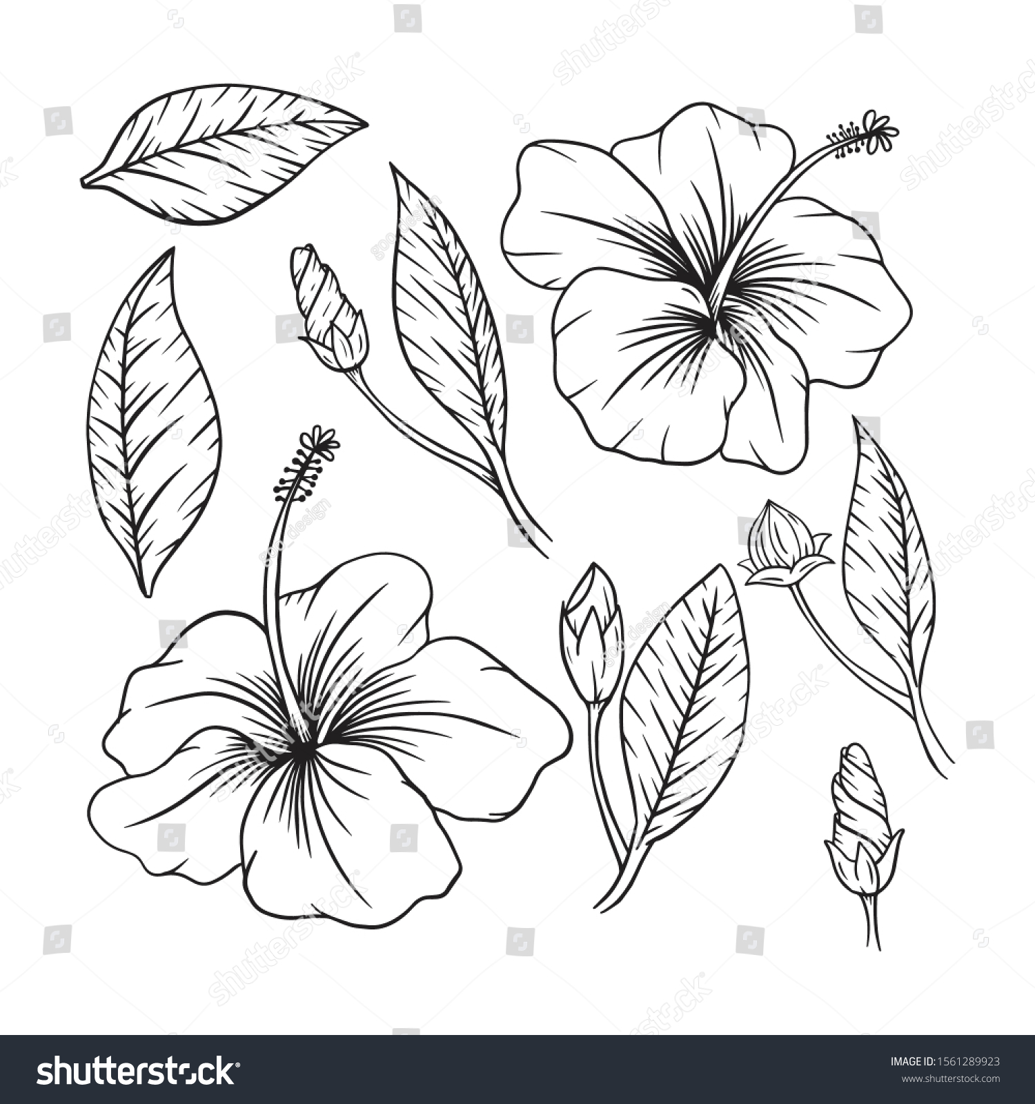 Hibiscus Flower Set Illustration Vector Stock Vector (Royalty Free ...