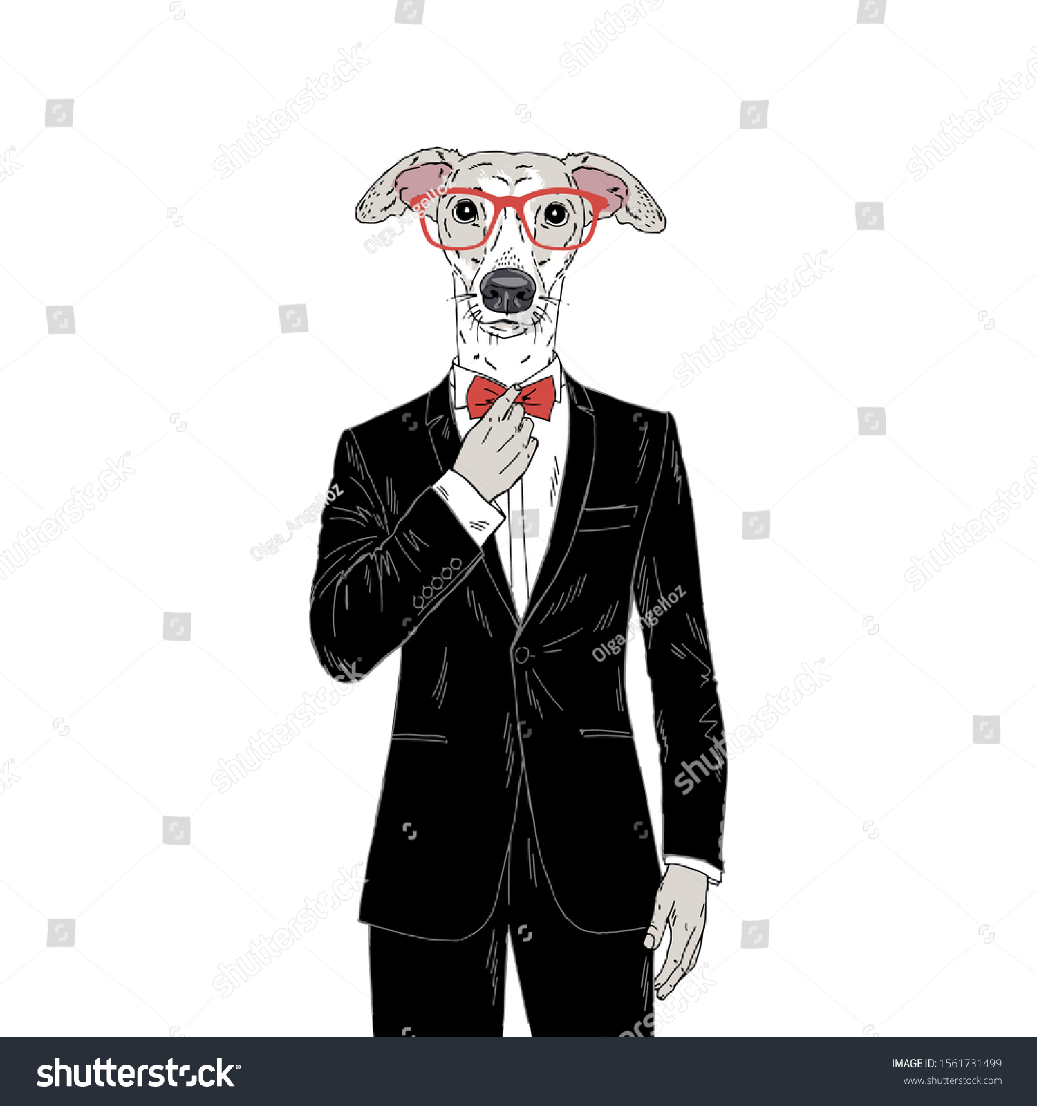 Humanized Italian Greyhound Breed Dog Dressed Stock Vector (royalty 