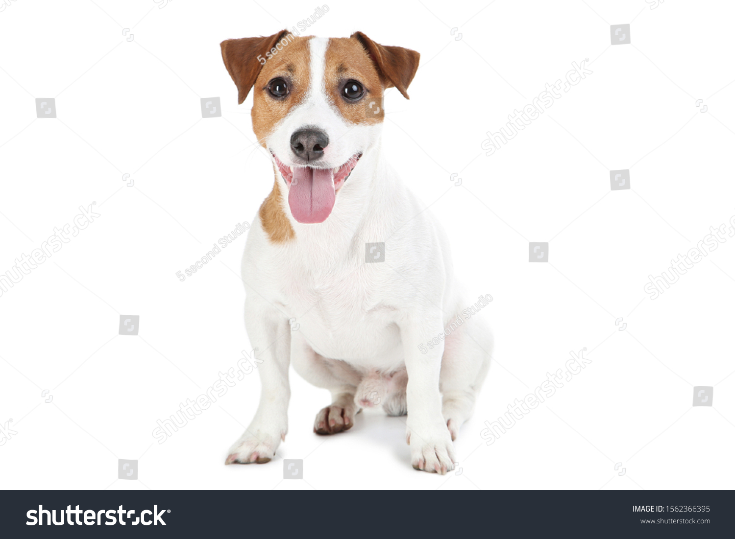Картинки собаки Джек Рассел терьер щенок