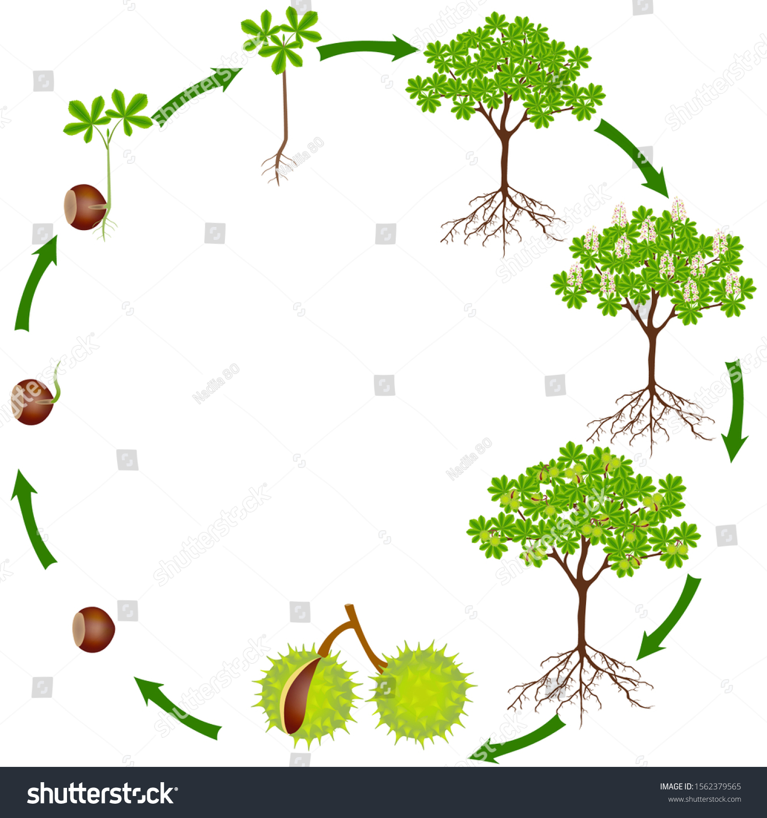 Life Cycle Horse Chestnut Plant On Stock Vector (Royalty Free ...