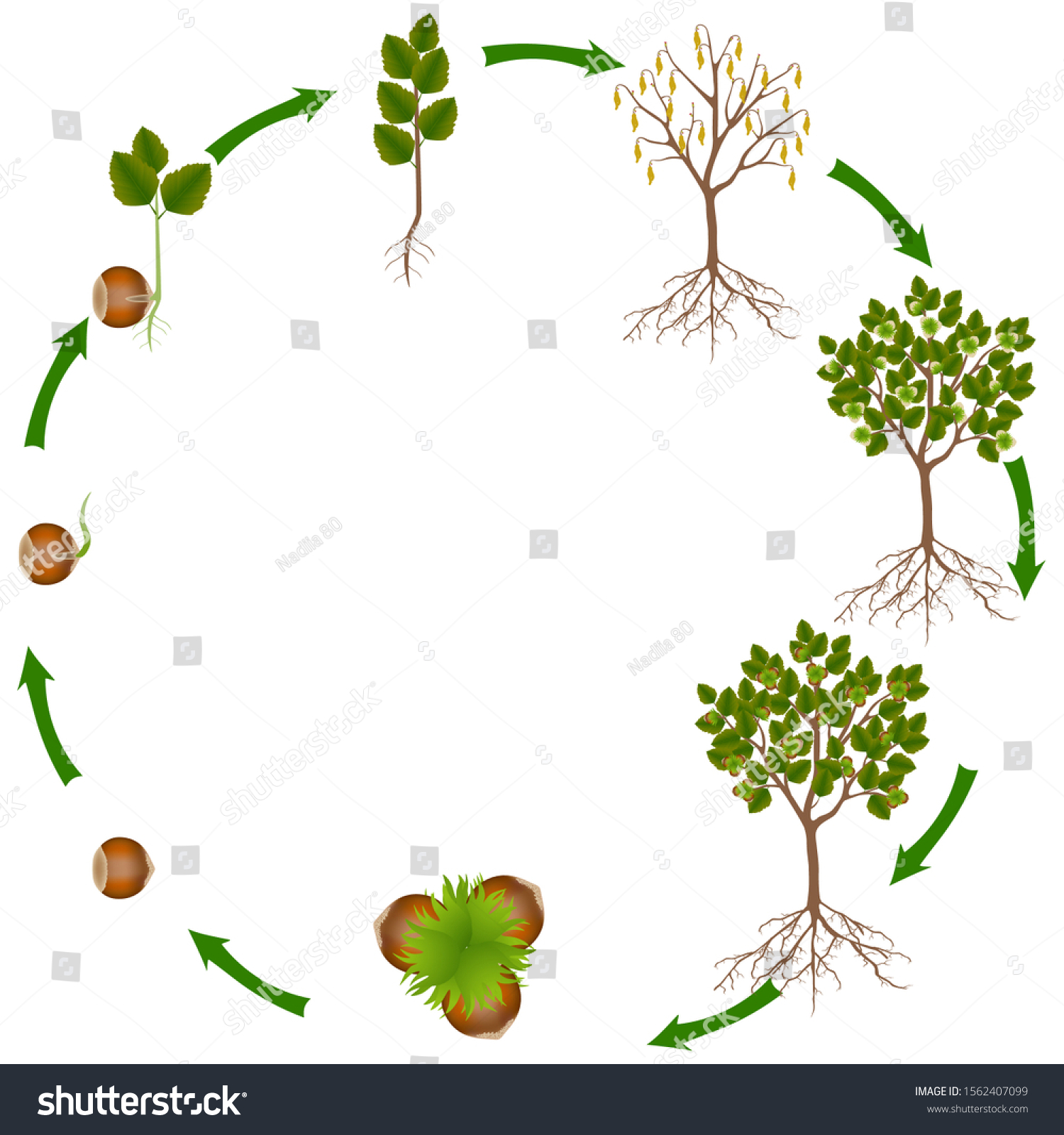 Life Cycle Hazelnut Plant Stock Vector (Royalty Free) 1562407099