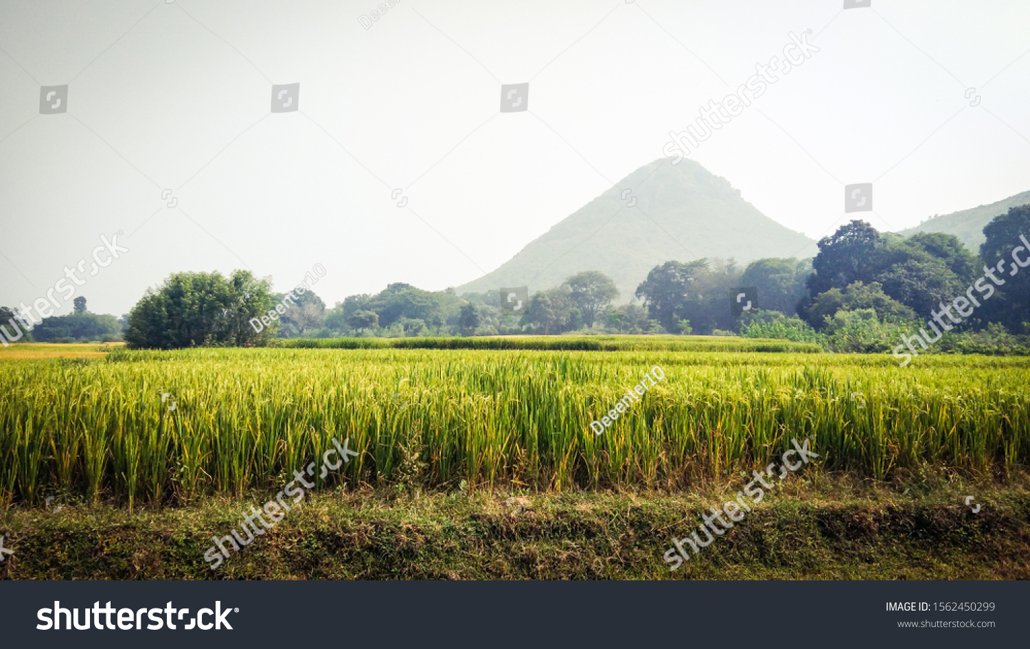 Farming Green Crops Hill Place Jharkhand Stock Photo 1562450299 ...