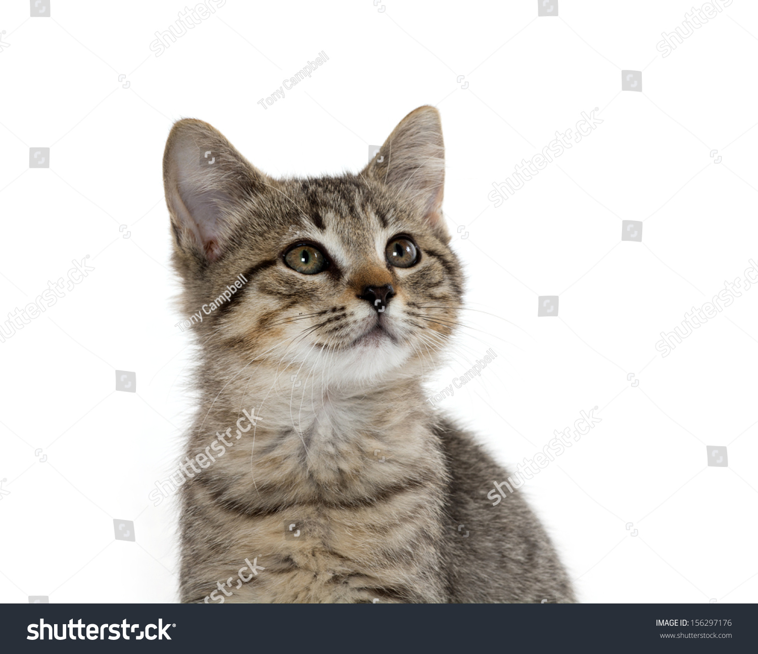 Cute Baby Tabby American Short Hair Stock Photo 156297176 | Shutterstock