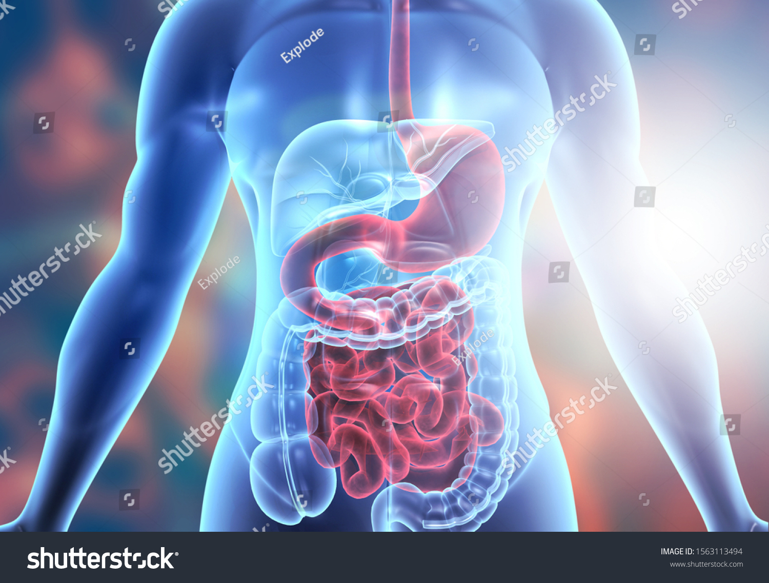 Human Body Digestive System Anatomy 3d Stock Illustration 1563113494 ...