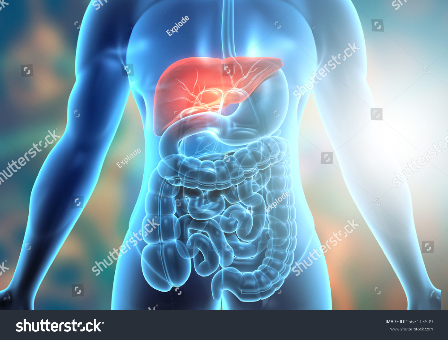 Human Body Digestive System Anatomy 3d Stock Illustration 1563113509 ...