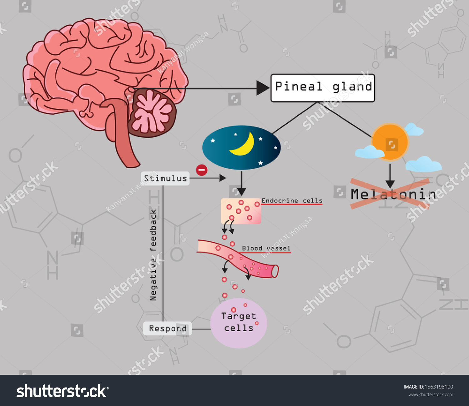 Melatonin Important Hormone Sleep Released By Stock Vector (Royalty ...