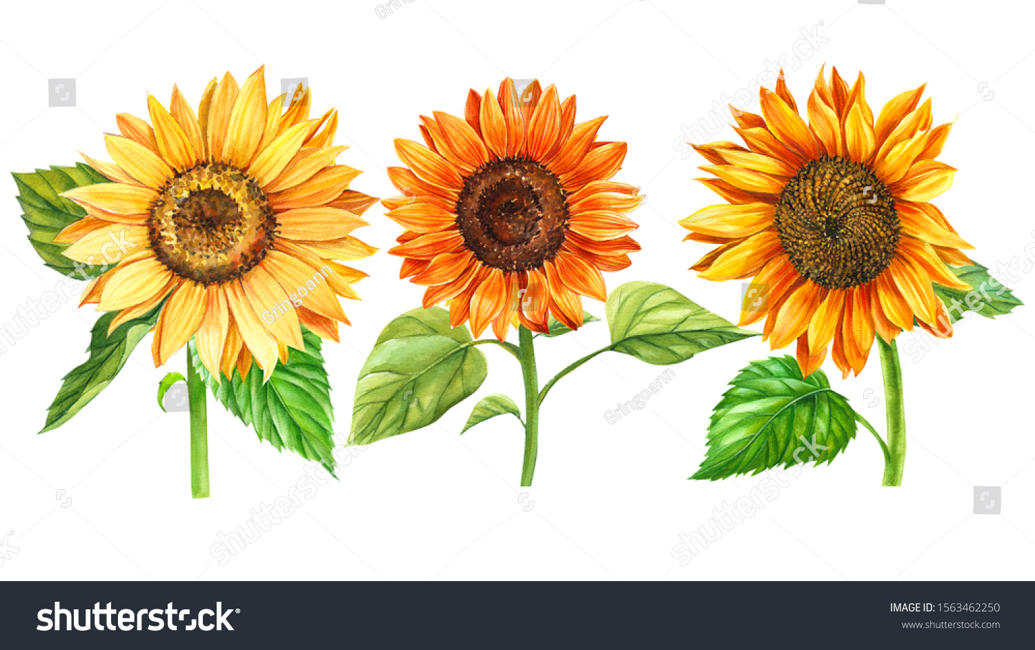 Set Sunflowers On White Background Watercolor Stock Illustration ...