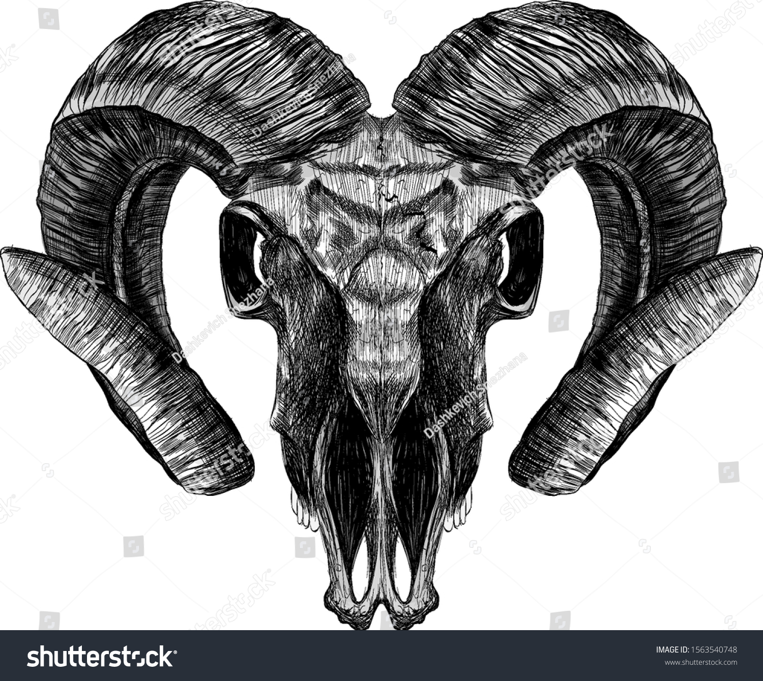 Ram Skull Realism Horns Black White Stock Vector (Royalty Free ...